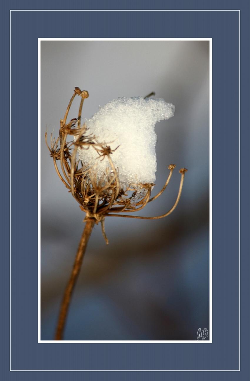 Fleur de glace.