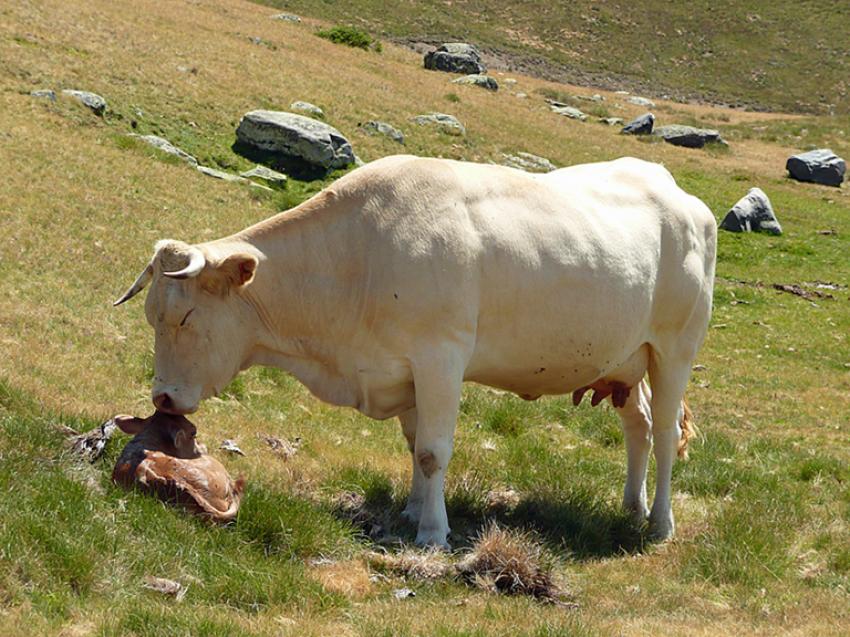Massif du Nouvielle (Htes Pyrnes)