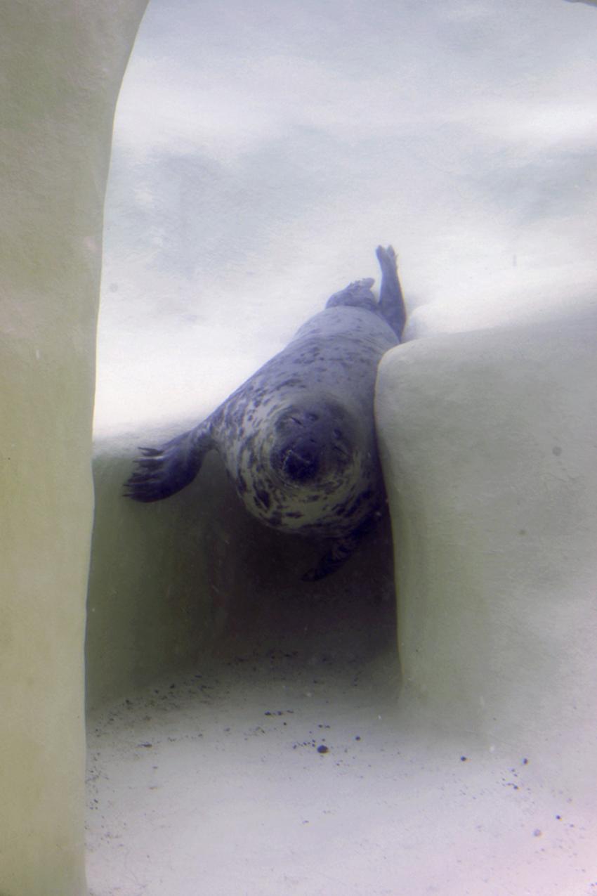 Phoques gris (Muse de la mer  Biarritz)