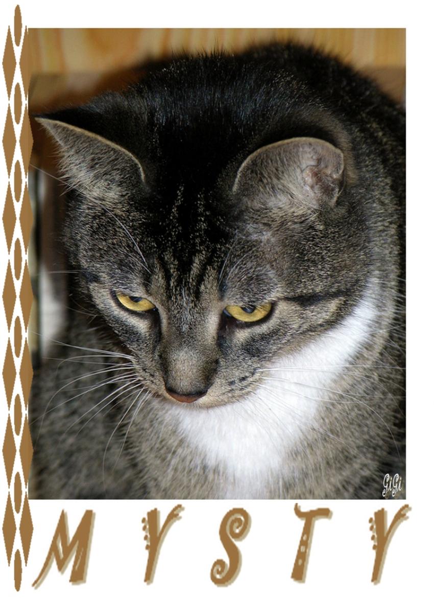 Mon copain  4 pattes ......