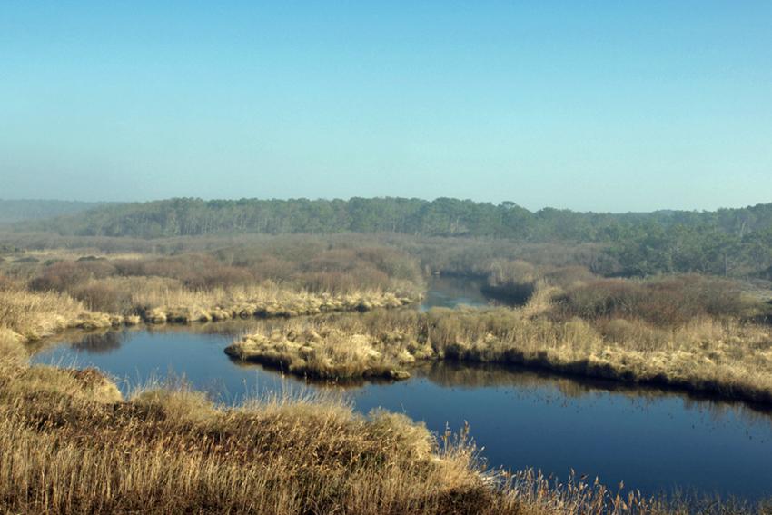 Le Courant d'Huchet (Landes)
