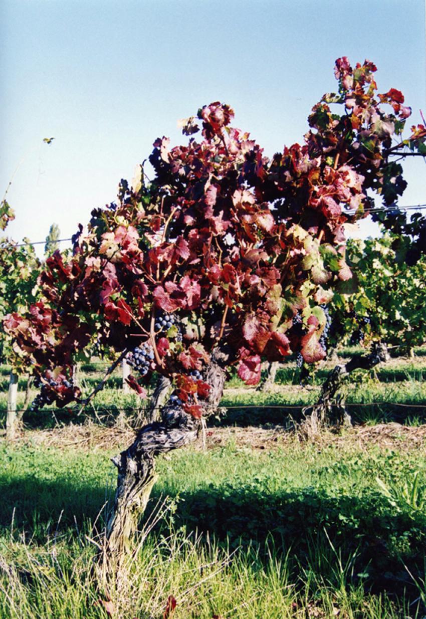 La Vigne ( Entre-deux-Mers)