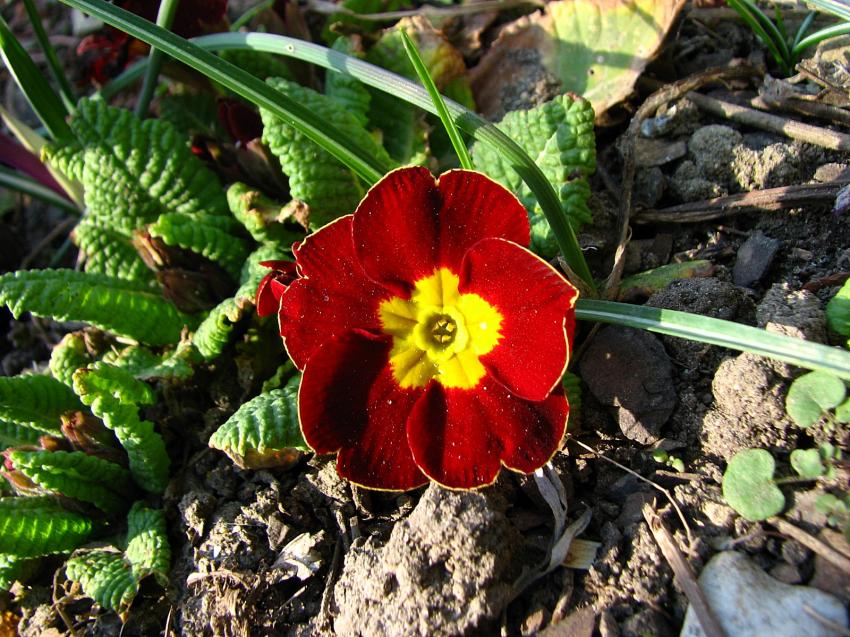 Primevere .....de jardin 