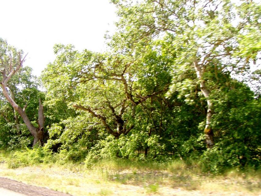 rte du petite camargue