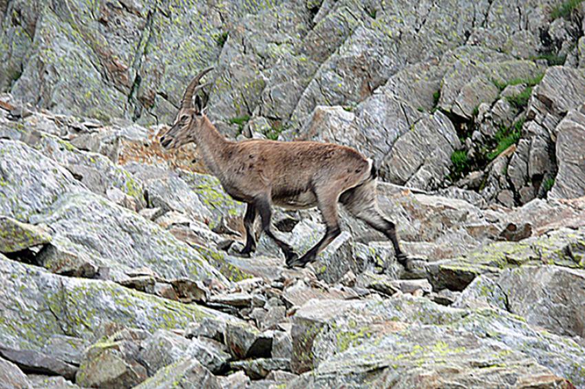 Massif du Mont-Blanc (Balcon Nord)