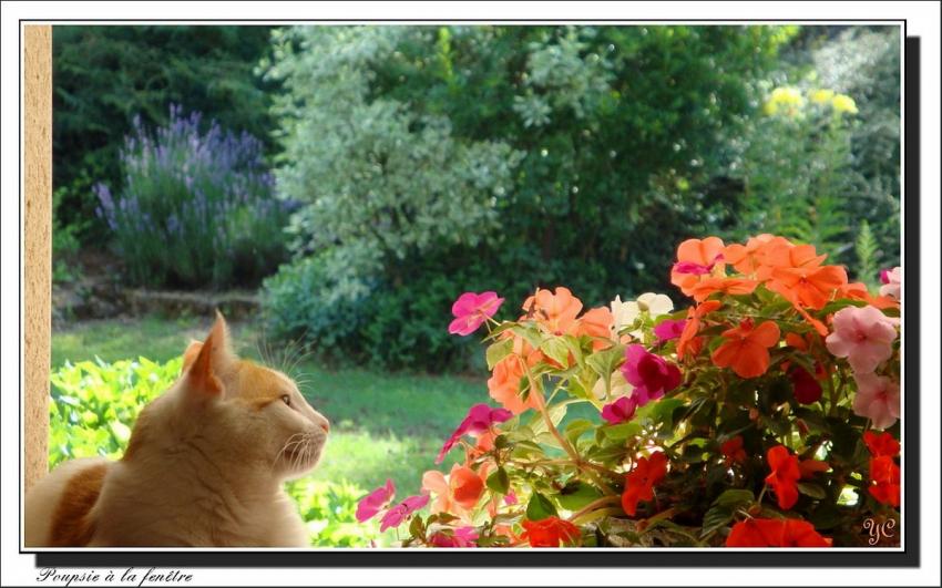 Poupsie  la fentre