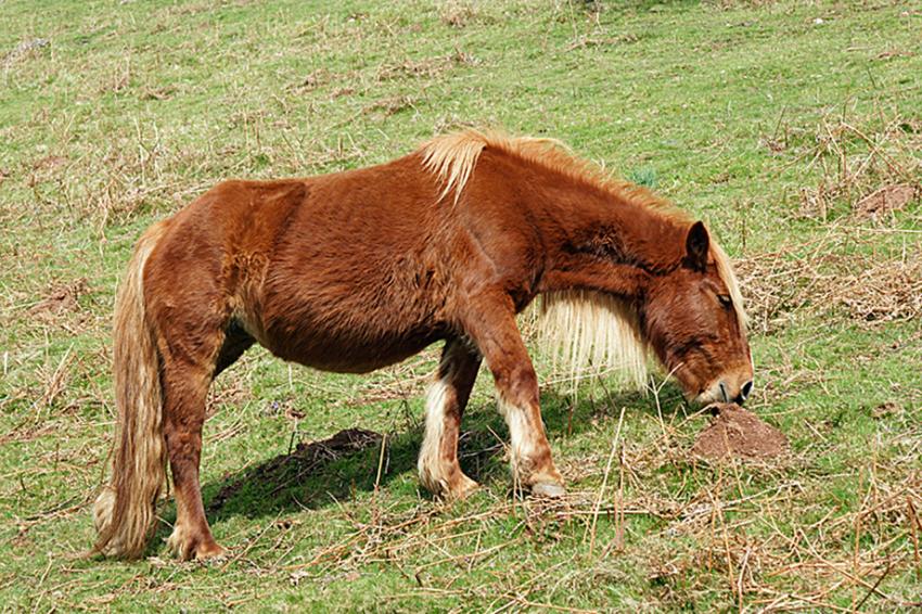 Randonne vers la Rhune ( 6 )