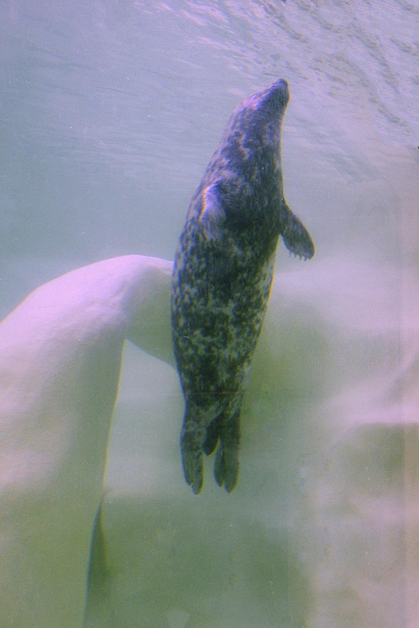 Phoques gris (Muse de la mer  Biarritz)