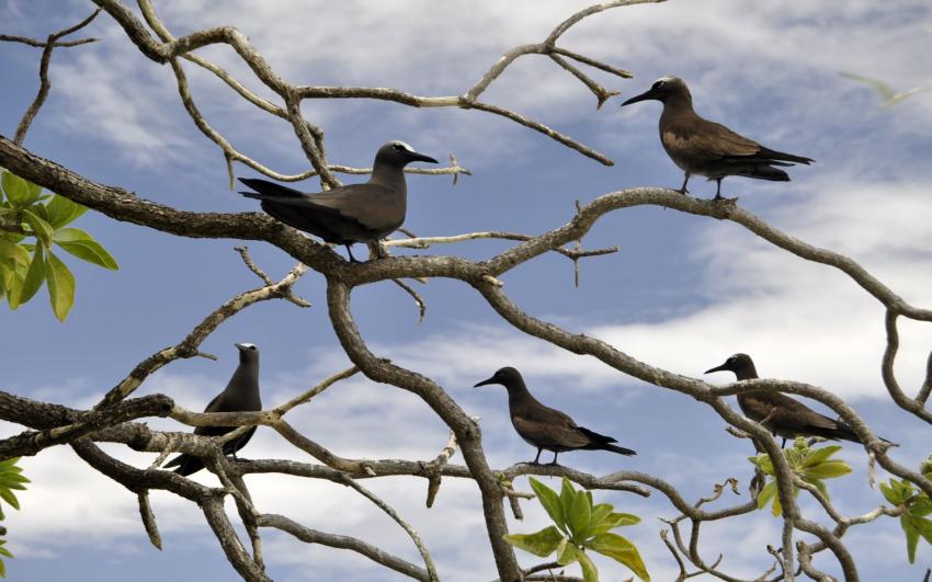 Mais qui sont ces intrus ? 