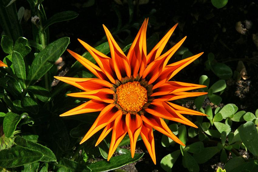 Gazania