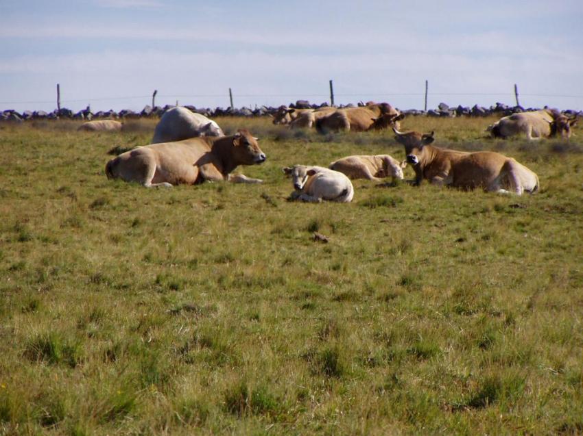 vaches vers nasbinals