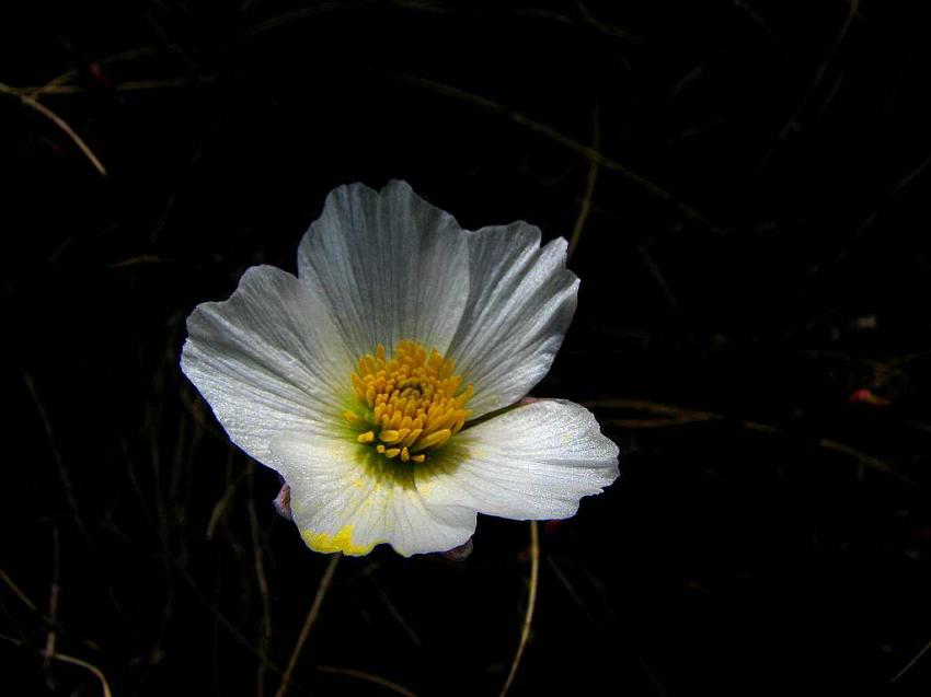 Renoncule des glaciers 