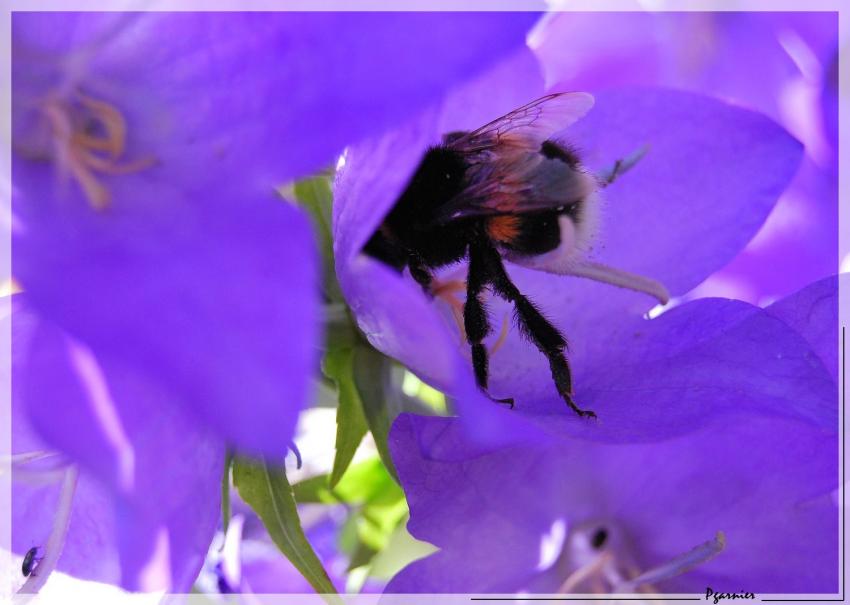 Le bourdon butineur.