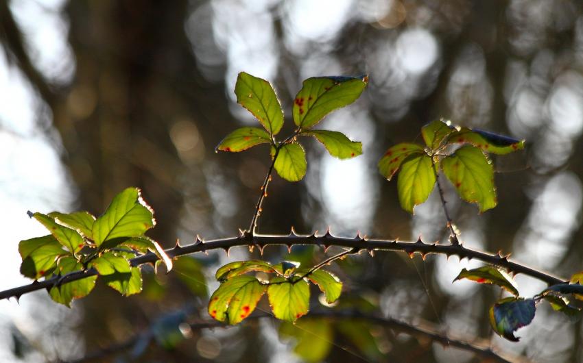 Roncier le 25/12/2010