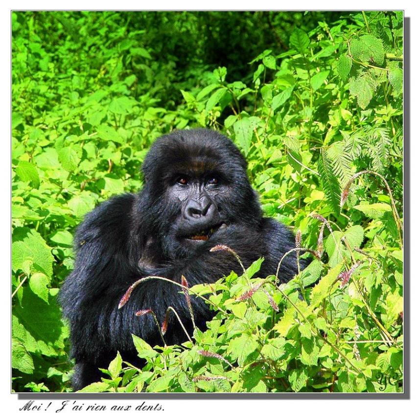 Je voulais vous dire - 