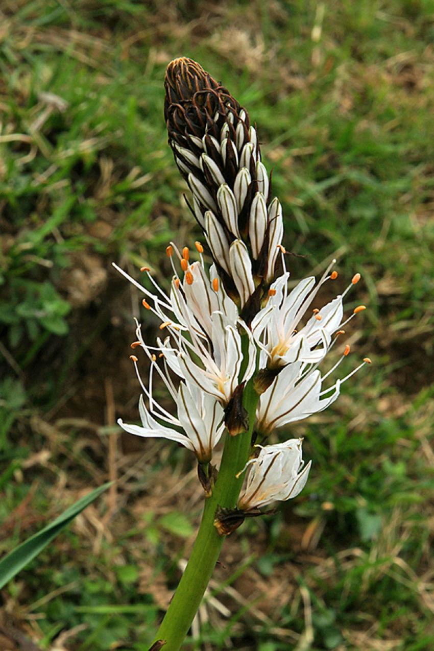 La Rhune le jour du Printemps