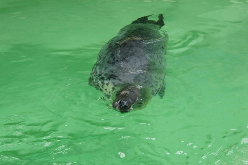 Phoques gris (Muse de la mer  Biarritz)