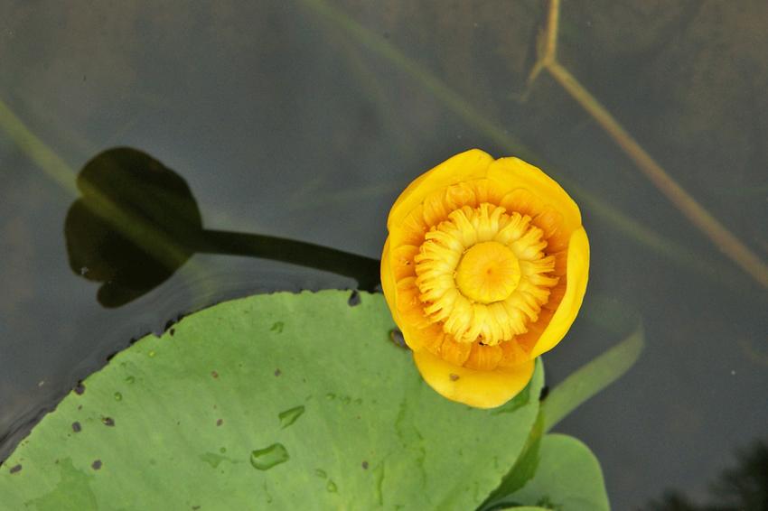 Nnuphar