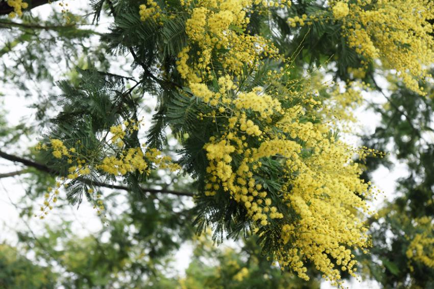 Presqu'le du Cap-Ferret
