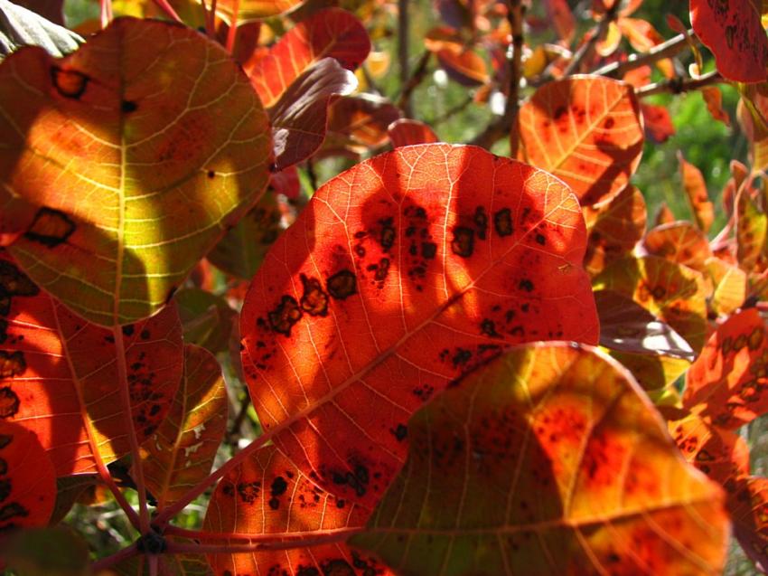 Feuilles de l'arbre  perruques 