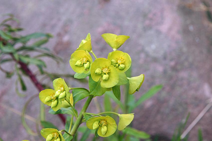 La Rhune le jour du Printemps