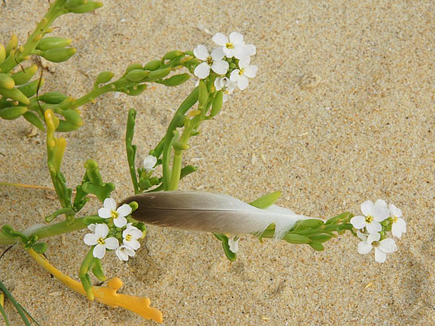 Escale au Banc d'Arguin