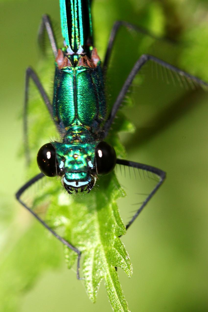 T'as de gros yeux tu sais ? C'est pour mieux te vo