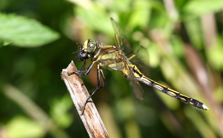 Croquer  pleines dents...