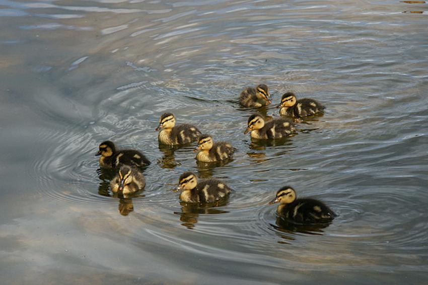 Le lac d'Aureilhan au printemps