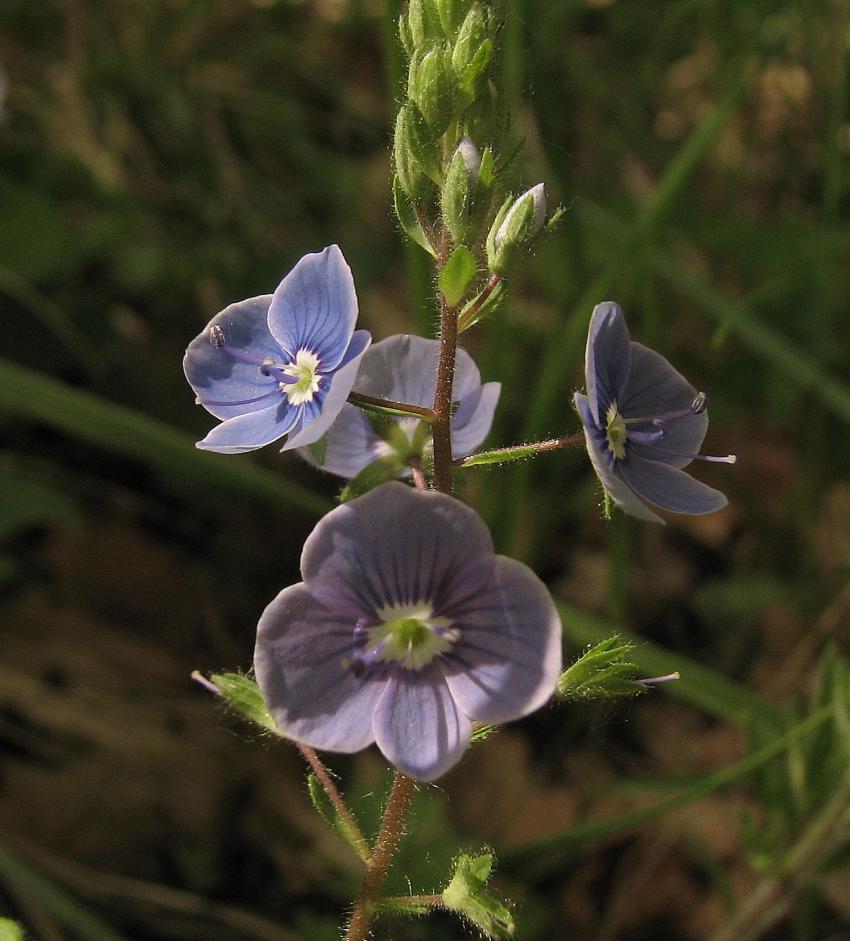 veronique petit chne 