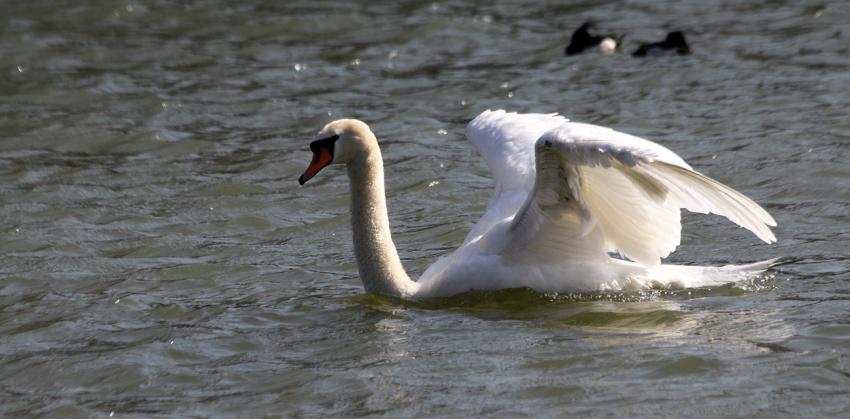 Bien se scher sous les ailes