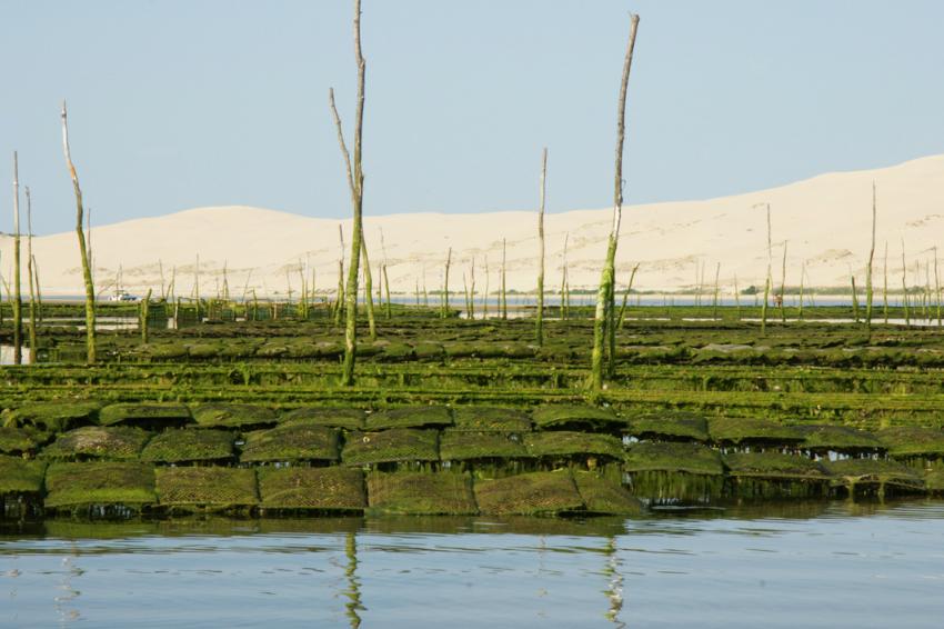 Escale au Banc d'Arguin