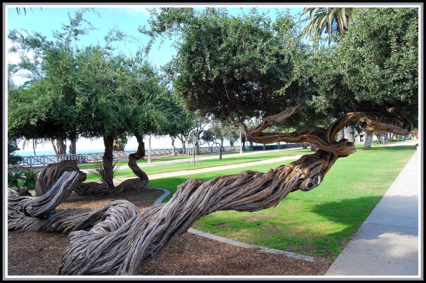 Australian tea trees  Los Angeles