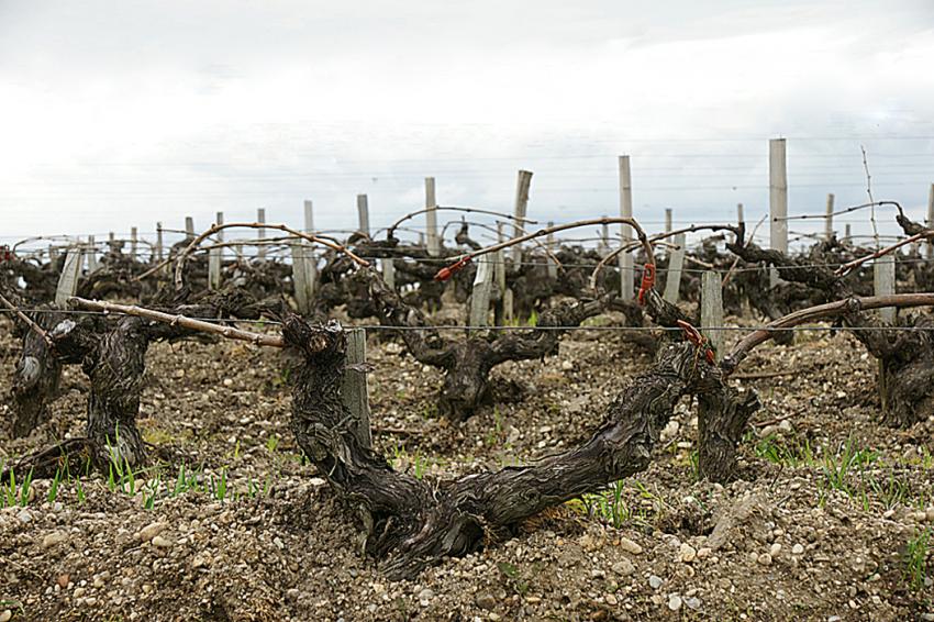 Chteaux de vin en Mdoc