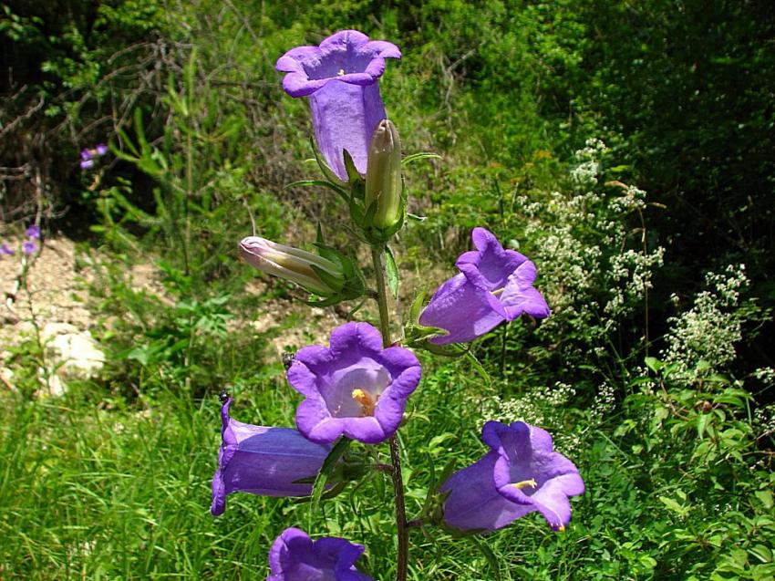 Campanules 