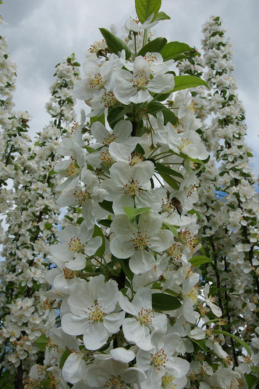 Le lac d'Aureilhan au printemps