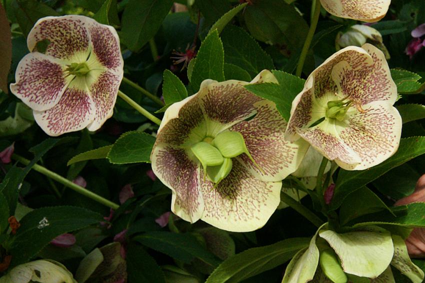 Le lac d'Aureilhan au printemps