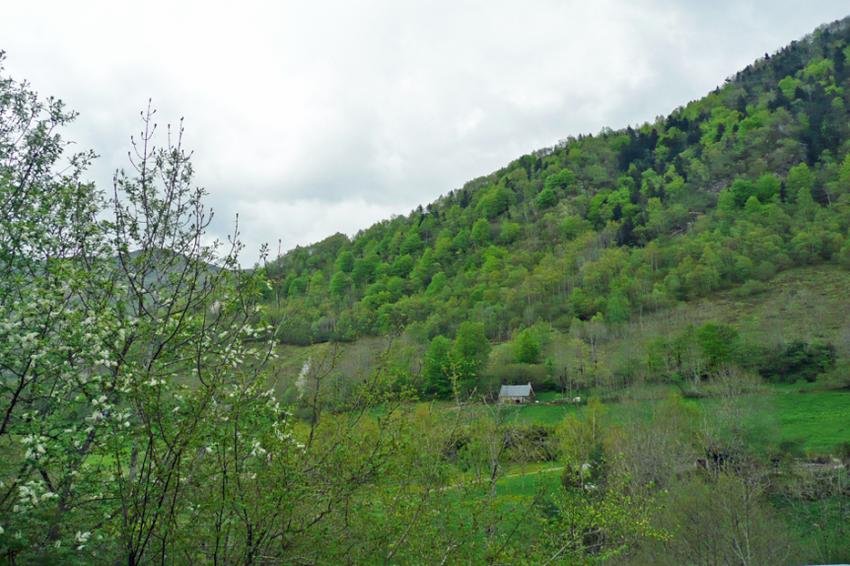 Printemps  Azet (Htes Pyrnes)