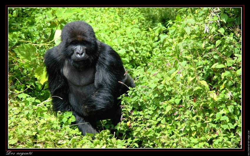 Je voulais vous dire - Dos argent