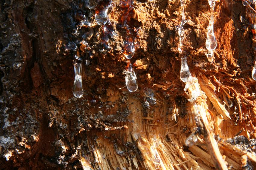 Sur les pas de Franois Mauriac