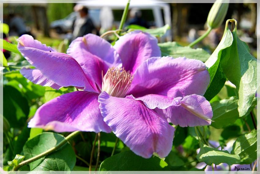 Une fleure de printemps.