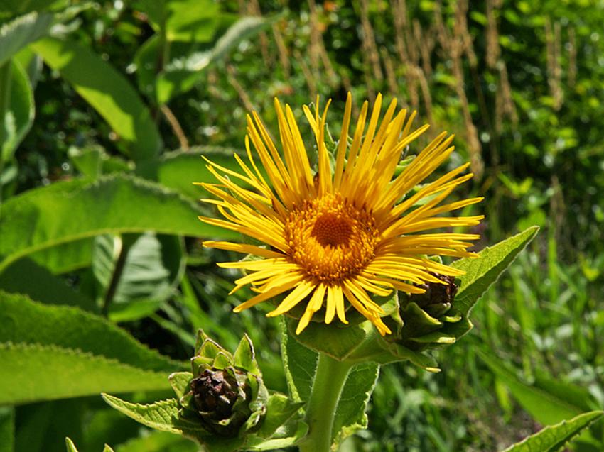 Inula