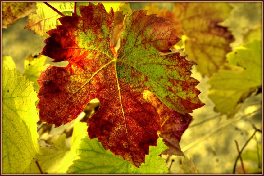lumire d'automne dans la vigne