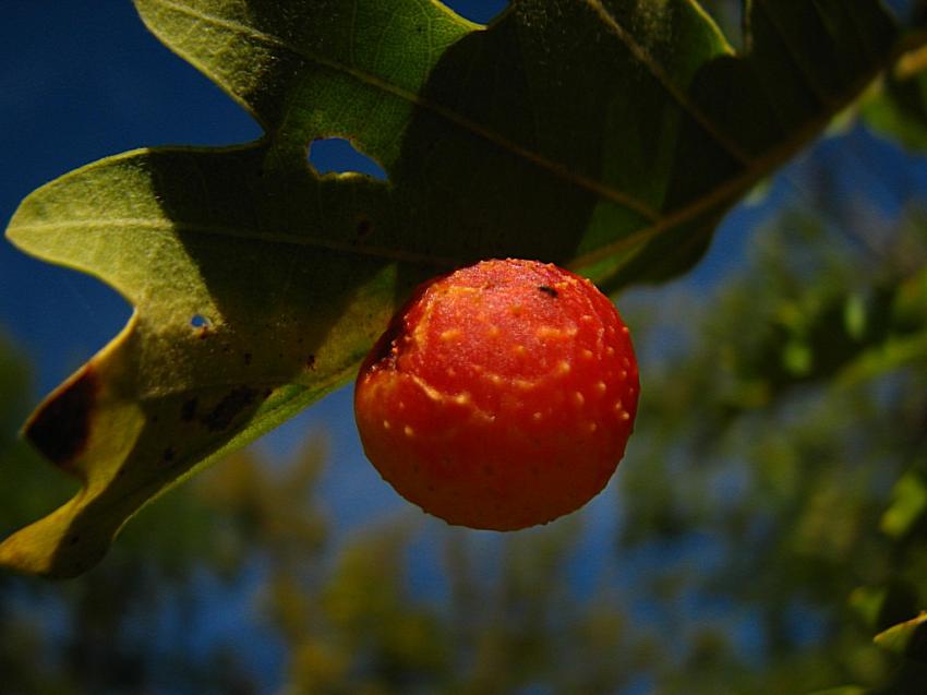 Galle du chne