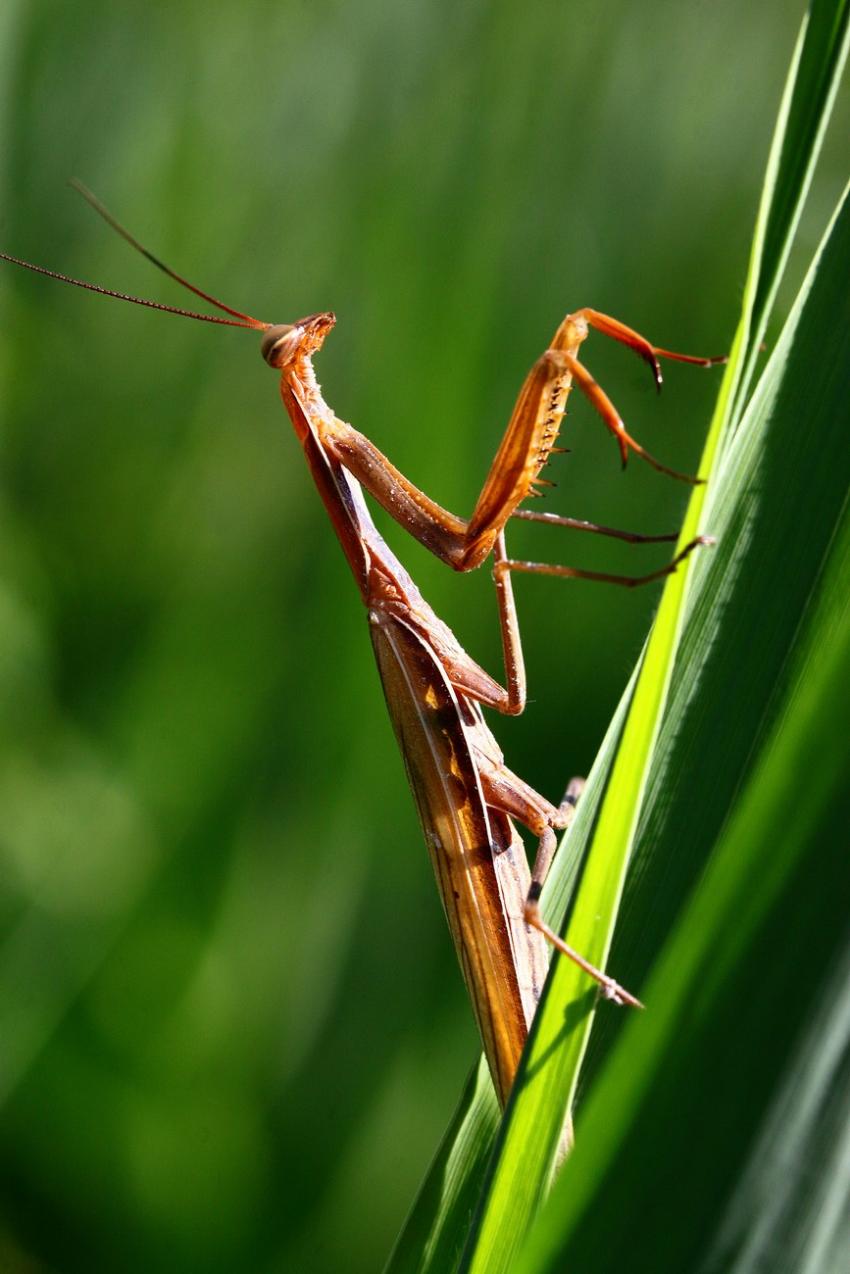 Mante religieuse (4)