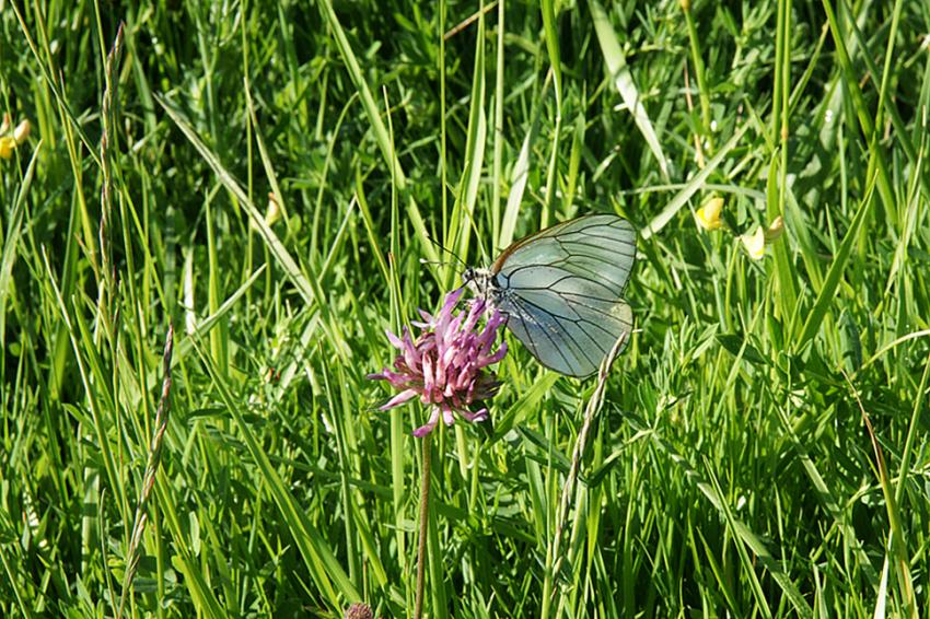 En longeant la Leyre