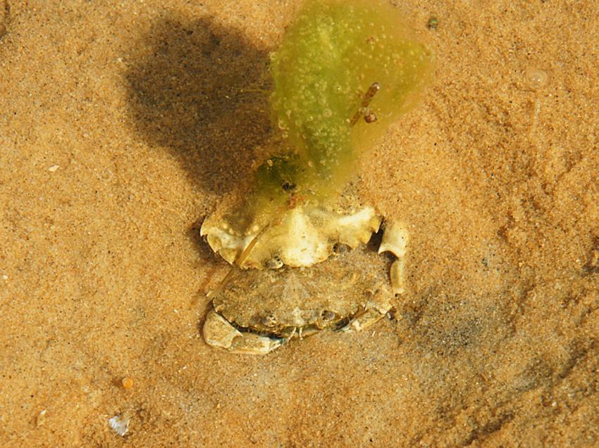 Escale au Banc d'Arguin
