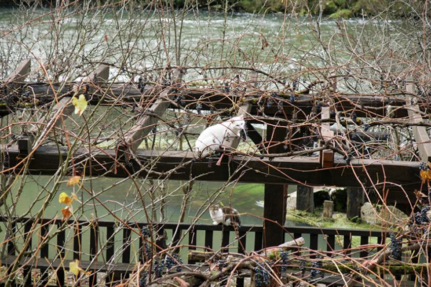Rocamadour et environs