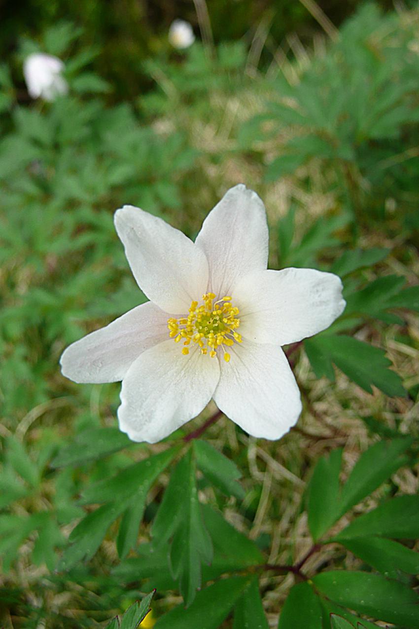 Printemps  Azet (Htes Pyrnes)