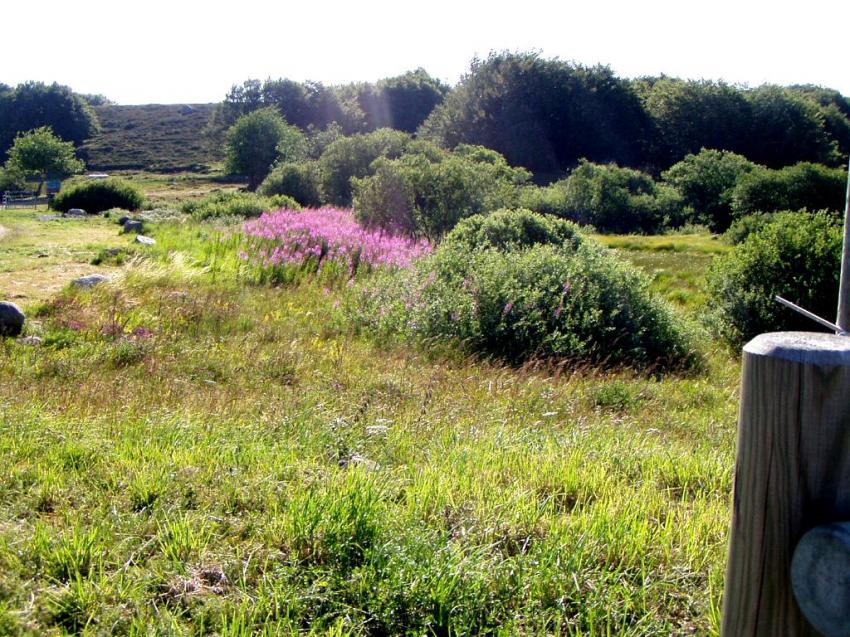 fleurs du col de bonnecombe